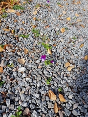 Viola × wittrockiana