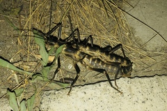 Peruphasma pentlandi