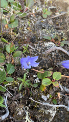 Campanula lasiocarpa