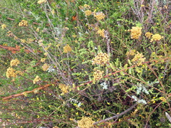 Helichrysum anomalum