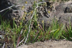 Melasphaerula graminea