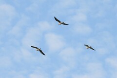 Larus fuscus