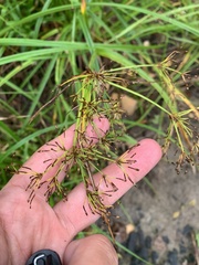 Scirpus radicans