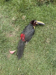 Pteroglossus inscriptus