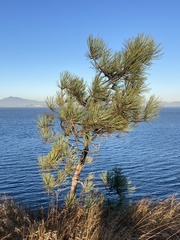 Pinus torreyana