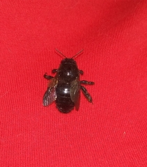 Xylocopa sonorina