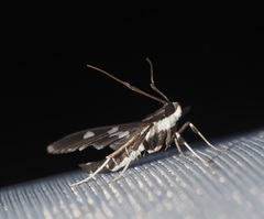 Desmia funeralis