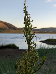 Rumex longifolius