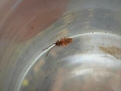 Uleiota planata