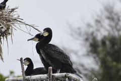 Phalacrocorax capensis