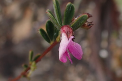 Indigofera sp9