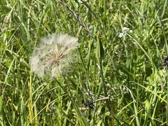 Tragopogon pratensis