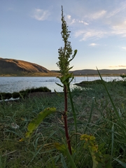 Rumex longifolius
