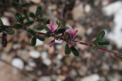 Indigofera sp9