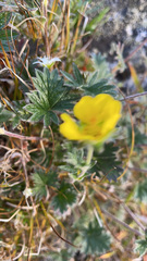 Potentilla arenosa
