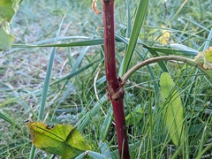 Rumex longifolius