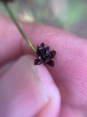 Juncus alpinoarticulatus