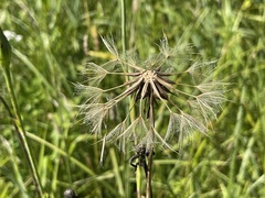 Tragopogon pratensis