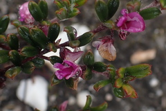 Indigofera sp9