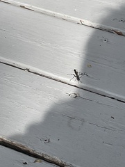Sphecidae
