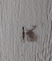 Raphidiinae