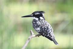 Ceryle rudis rudis