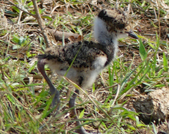 Vanellus chilensis