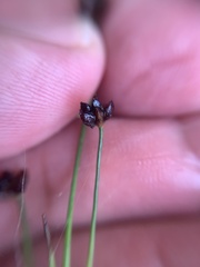 Juncus alpinoarticulatus