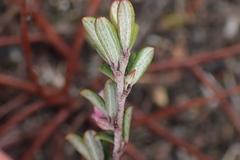 Indigofera sp9