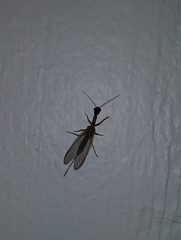Raphidiinae