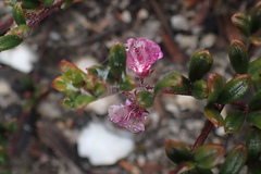 Indigofera sp9
