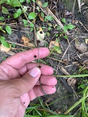 Juncus alpinoarticulatus