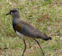 Vanellus chilensis