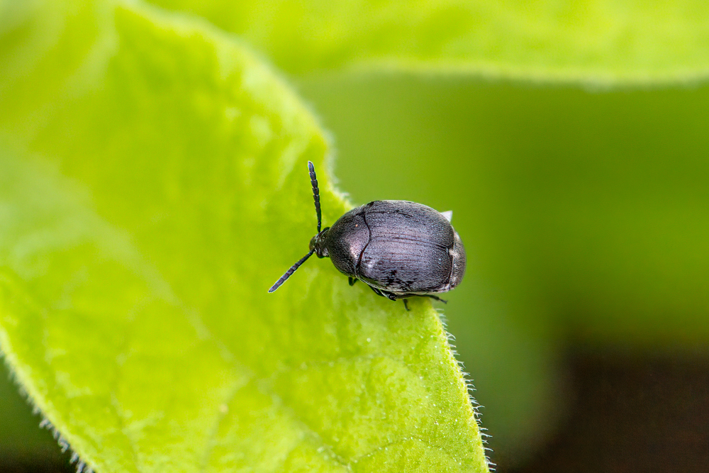 Spermophagus sericeus