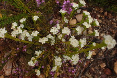 Lachnaea diosmoides