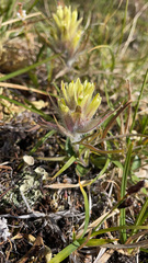 Castilleja hyperborea