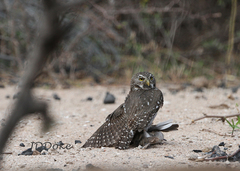 Glaucidium brasilianum