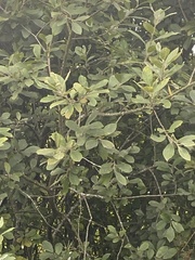 Salix cinerea