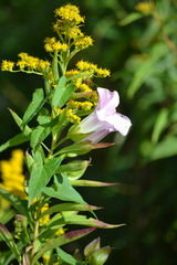 Calystegia sepium spectabilis