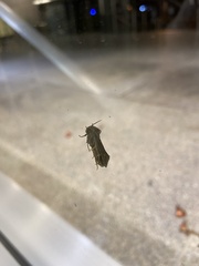 Acrolophus popeanella