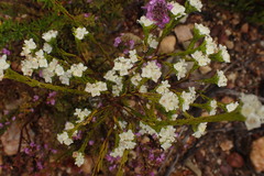 Lachnaea diosmoides