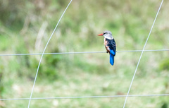 Halcyon leucocephala