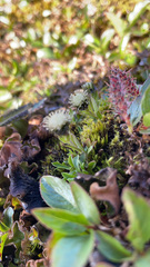 Antennaria monocephala