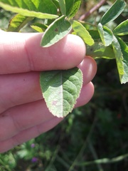Rosa majalis