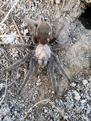 Aphonopelma