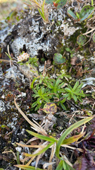 Antennaria monocephala