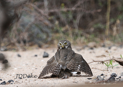 Glaucidium brasilianum
