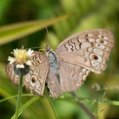 Junonia atlites