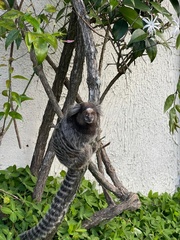 Callithrix jacchus × penicillata