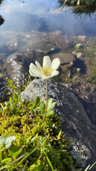 Anemone parviflora